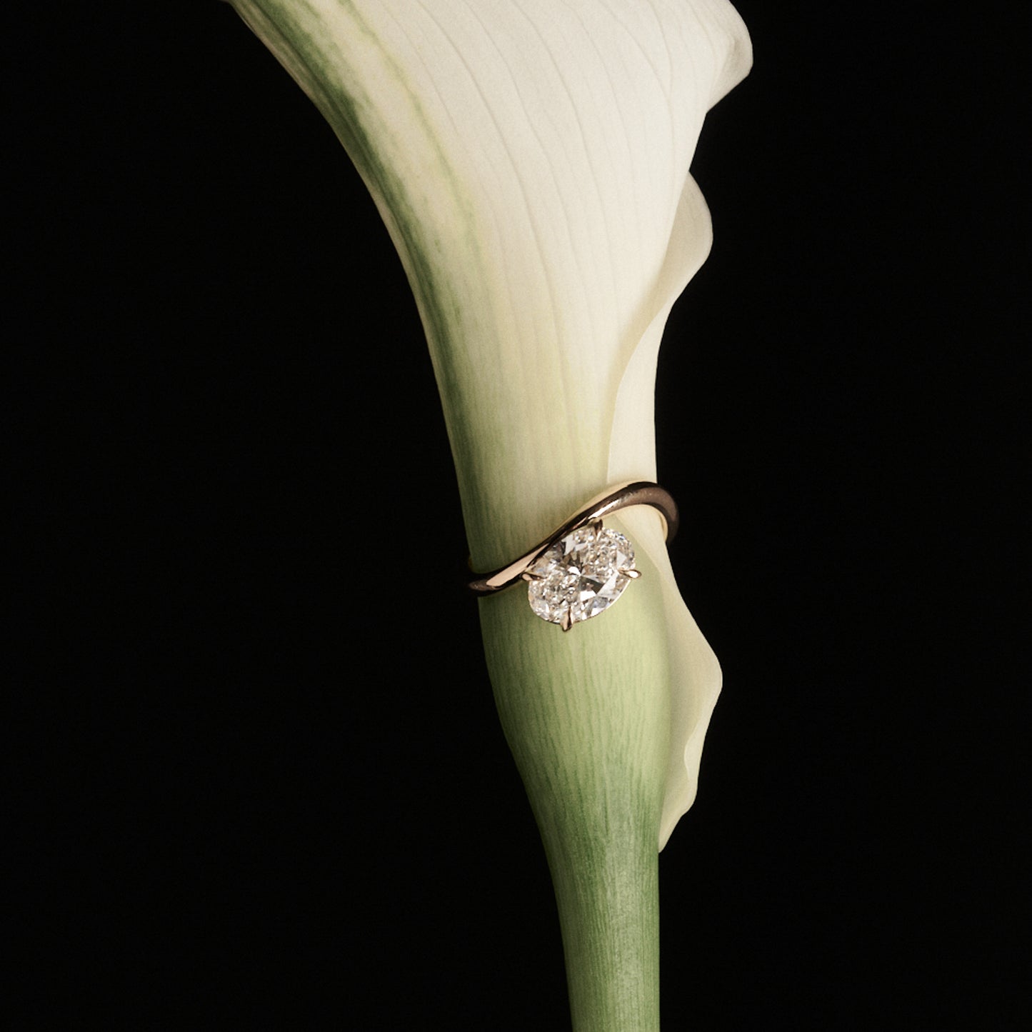 Diamond ring on a white calla lily against a black background