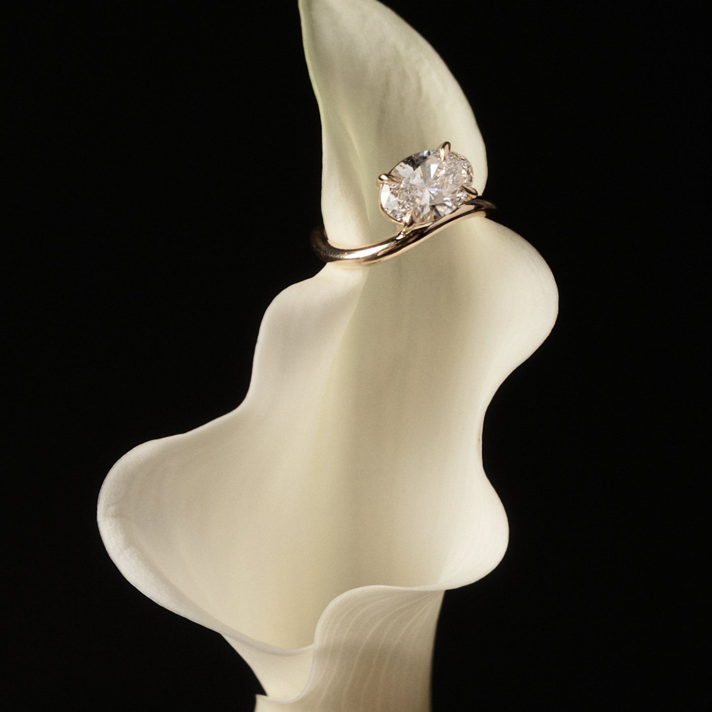 Diamond ring on a white calla lily against a black background